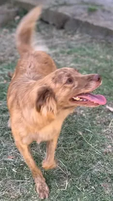 Fritz, cane in adozione a Latina - foto 4