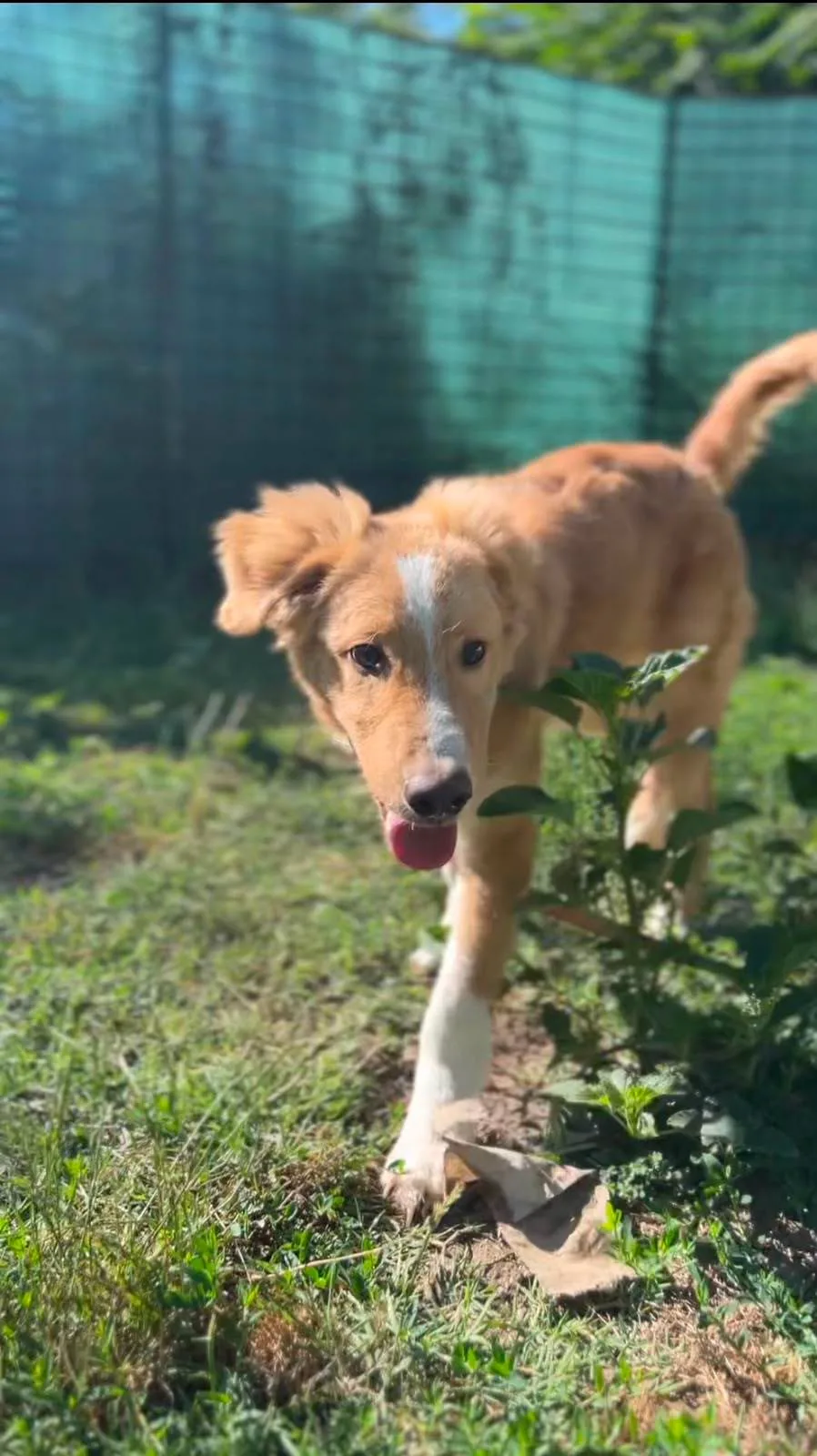 Tommy, cane meticcio in adozione a Latina - foto 2