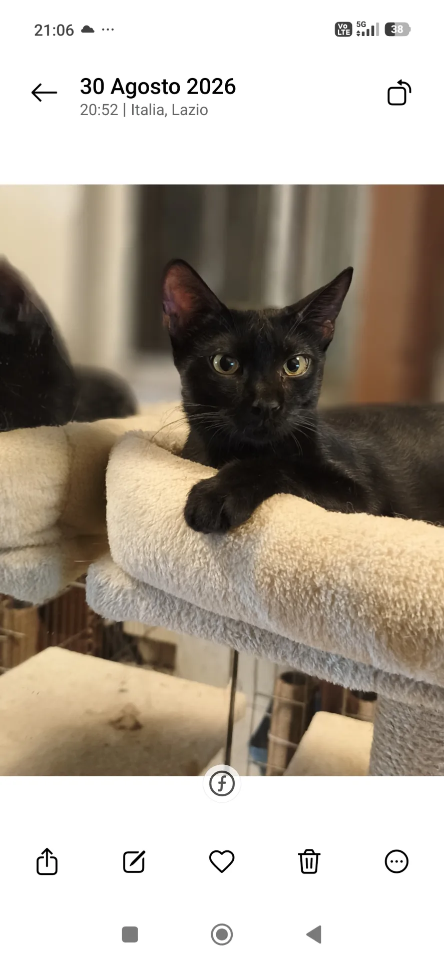 Mora, gatto Europeo in adozione a Latina - foto 3