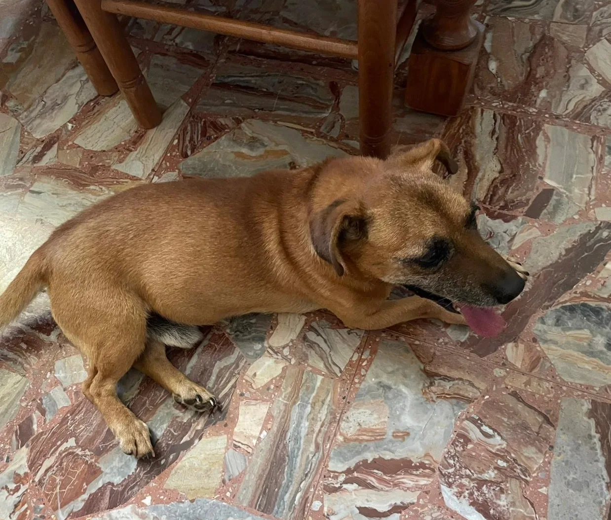 Billy, cane in adozione a Nuoro