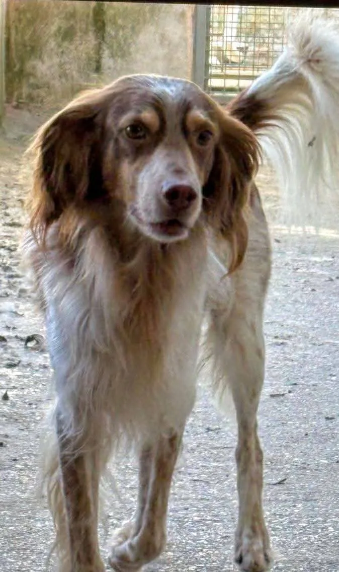 Artù, cane Mix Breton in adozione a Treviso - foto 2