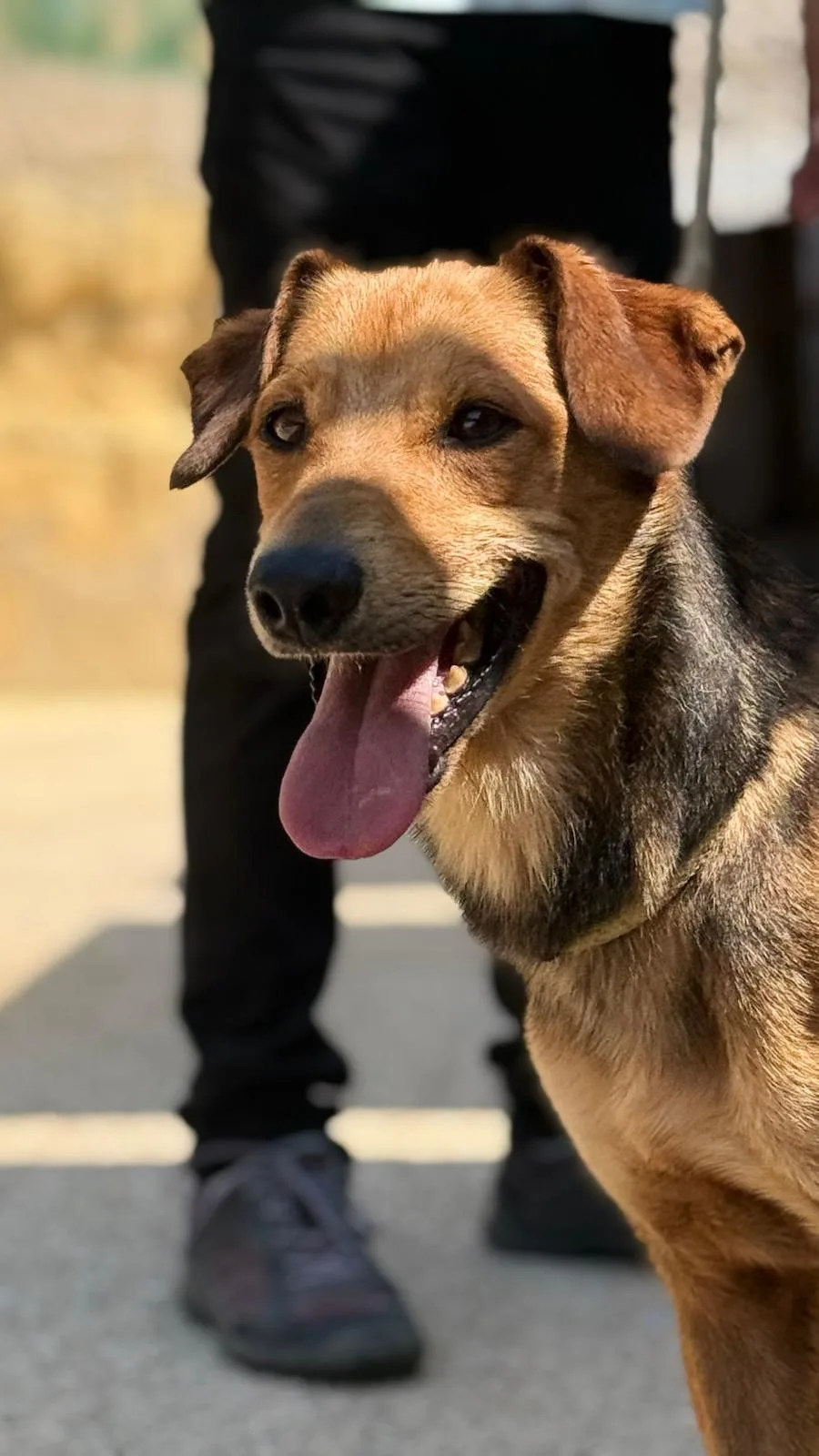 Leo, cane Meticcio in adozione a Trapani - foto 1