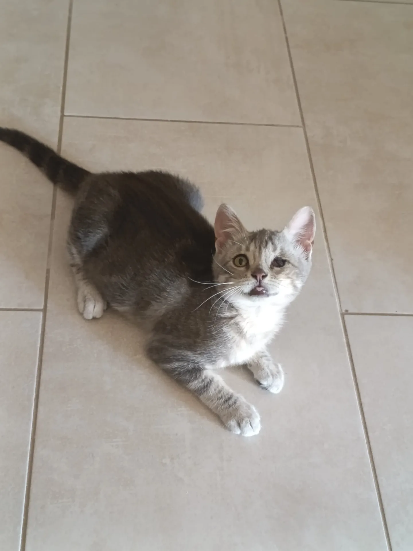 Dario, gatto Metticio in adozione a Crotone - foto 3