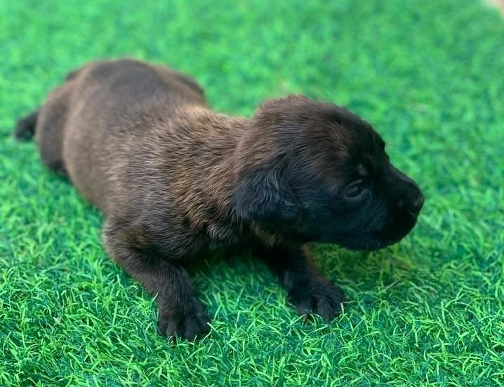 Bruno, cane Meticcio in adozione