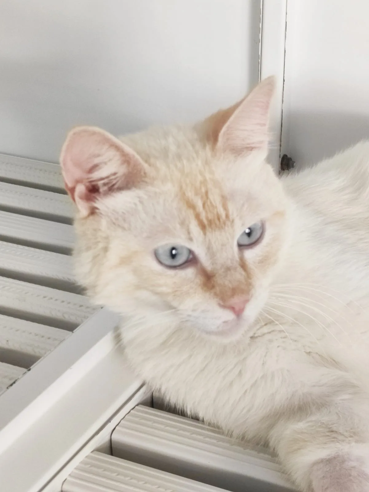 ETTORE, gatto EUROPEO in adozione a Bari - foto 5