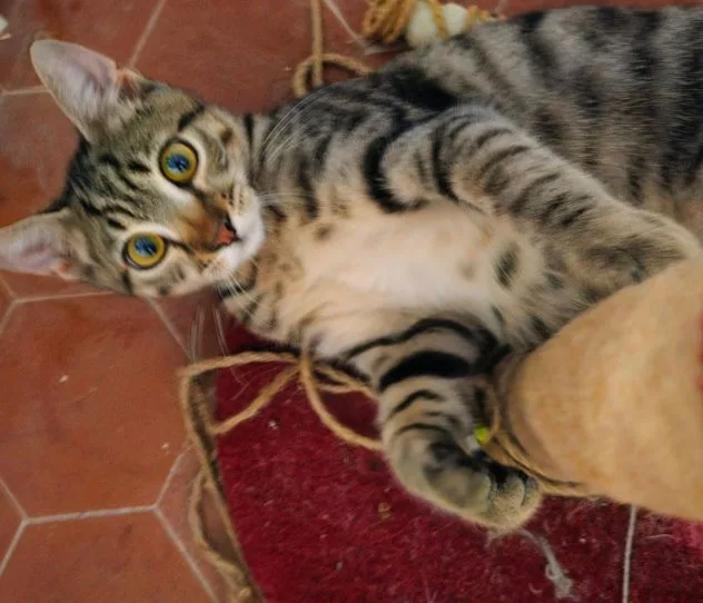 Kimi, gatto in adozione a Latina - foto 3
