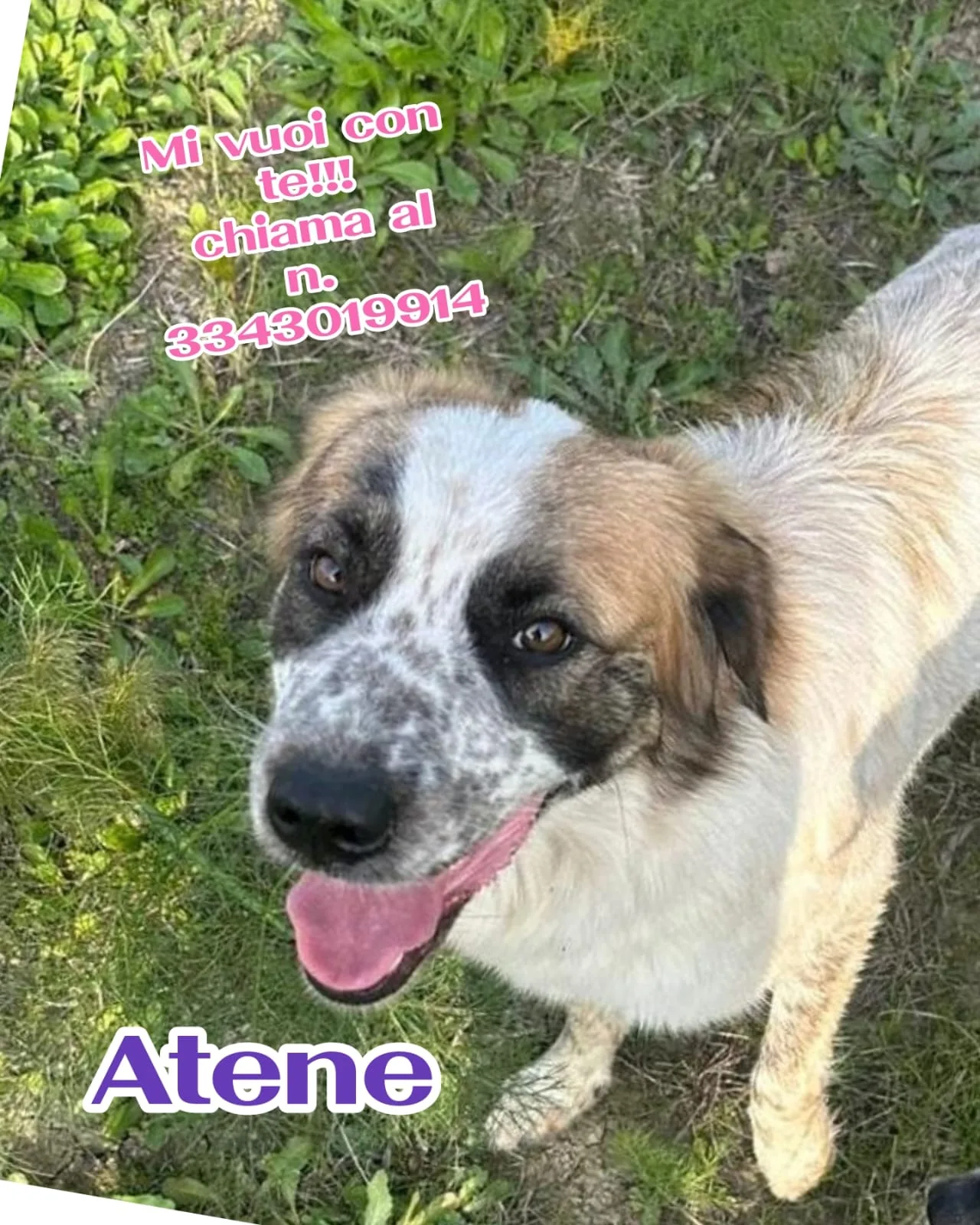 Atene, cane Meticcio in adozione a Crotone - foto 2