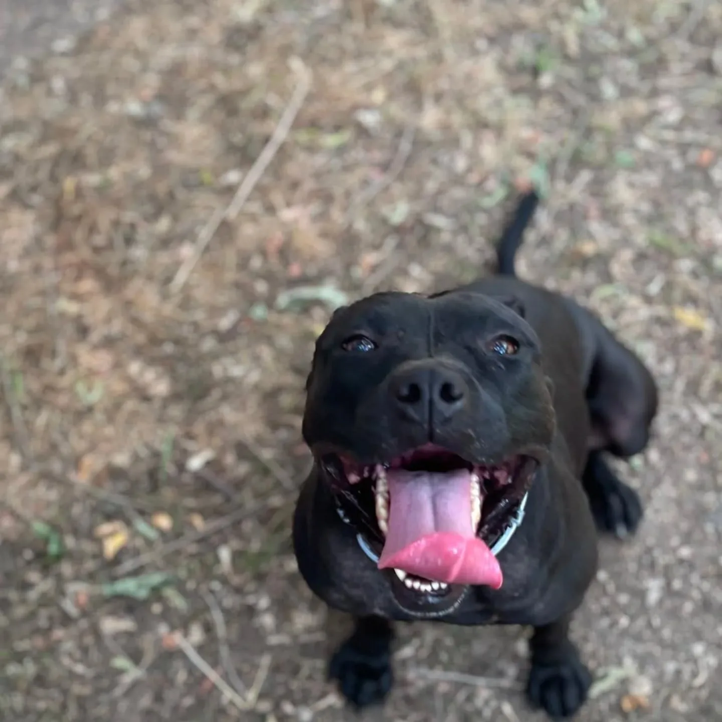 Sparta, cane in adozione a Latina - foto 2