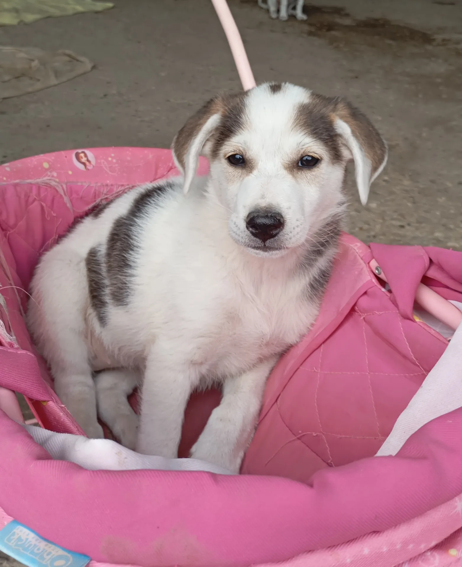 Ariel, cane Meticcio in adozione