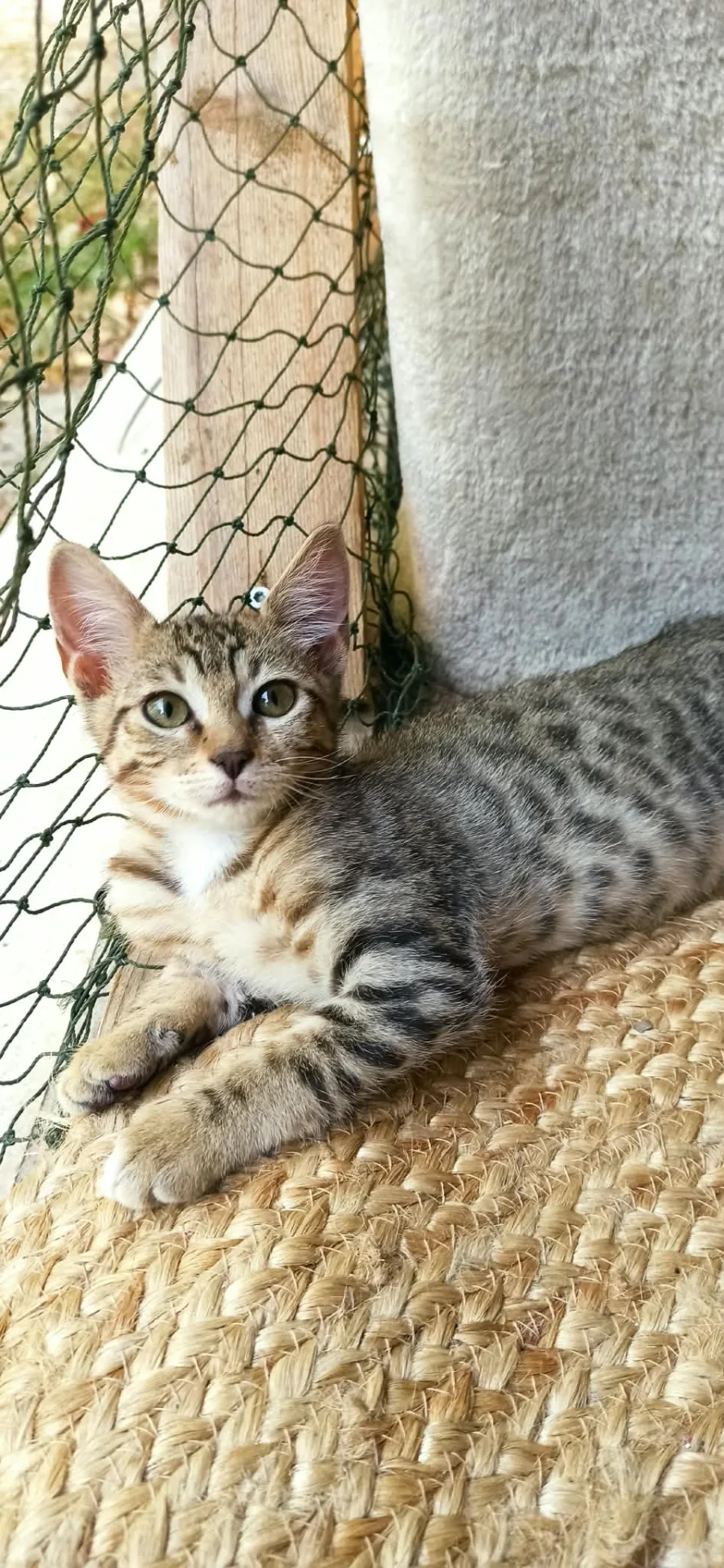 Melys, gatto Europeo in adozione a Crotone - foto 4