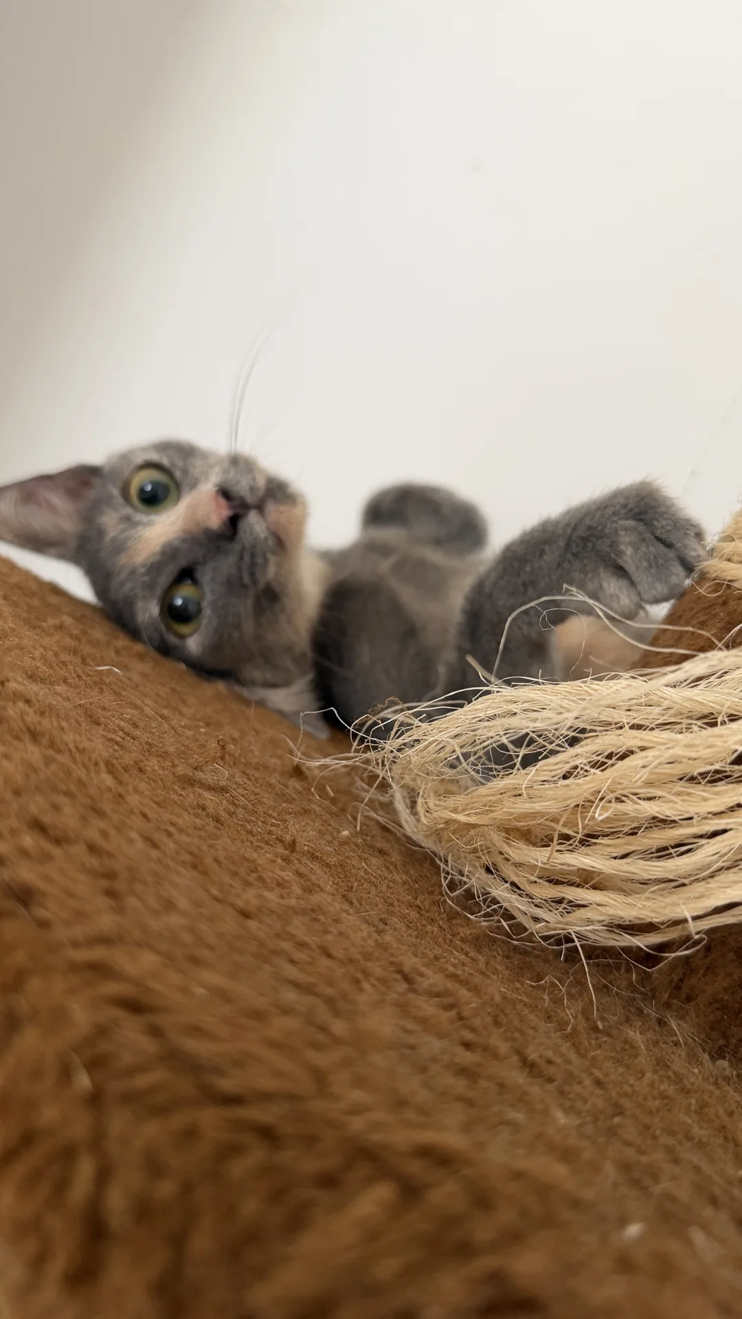 Micina, gatto Europeo in adozione a Bari - foto 1