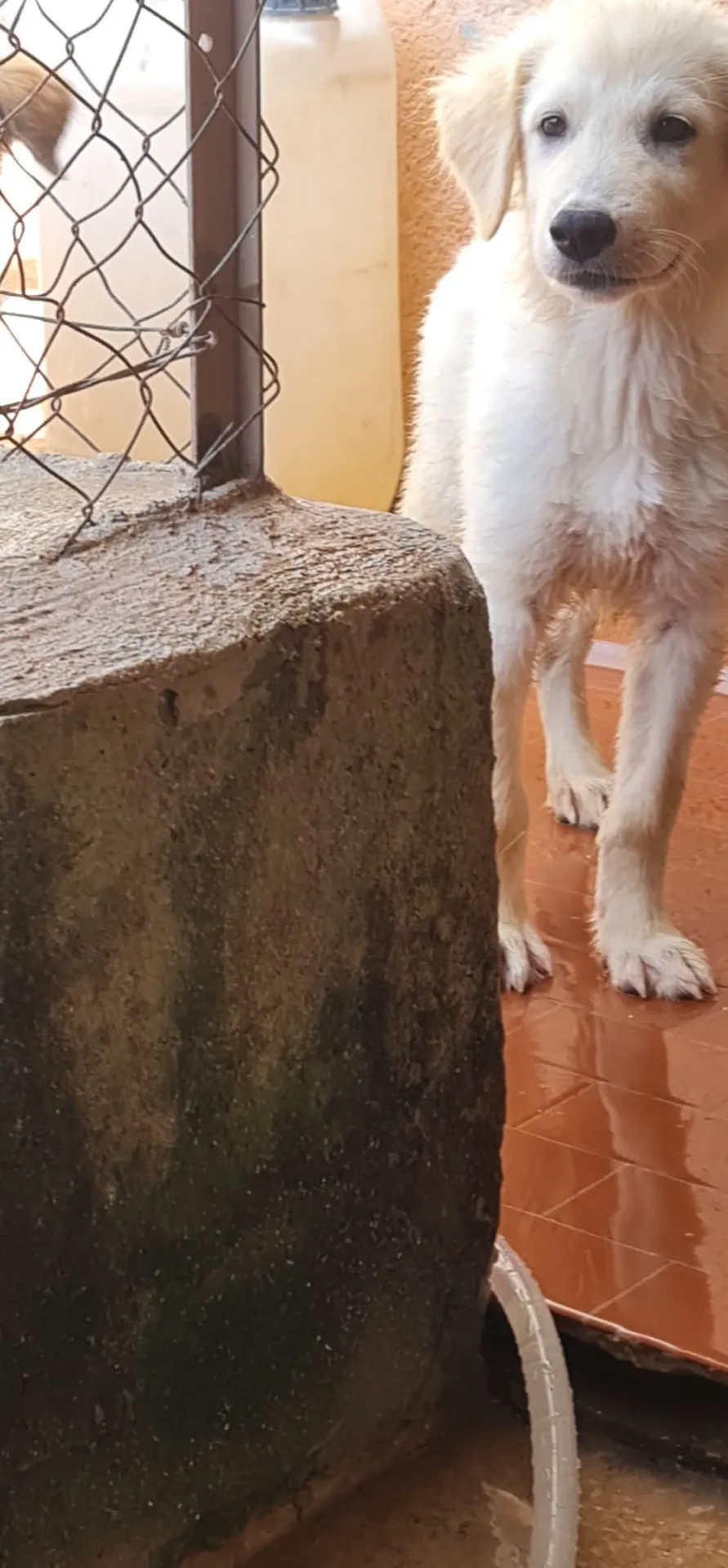 Billy, cane Meticcio in adozione a Trapani - foto 2