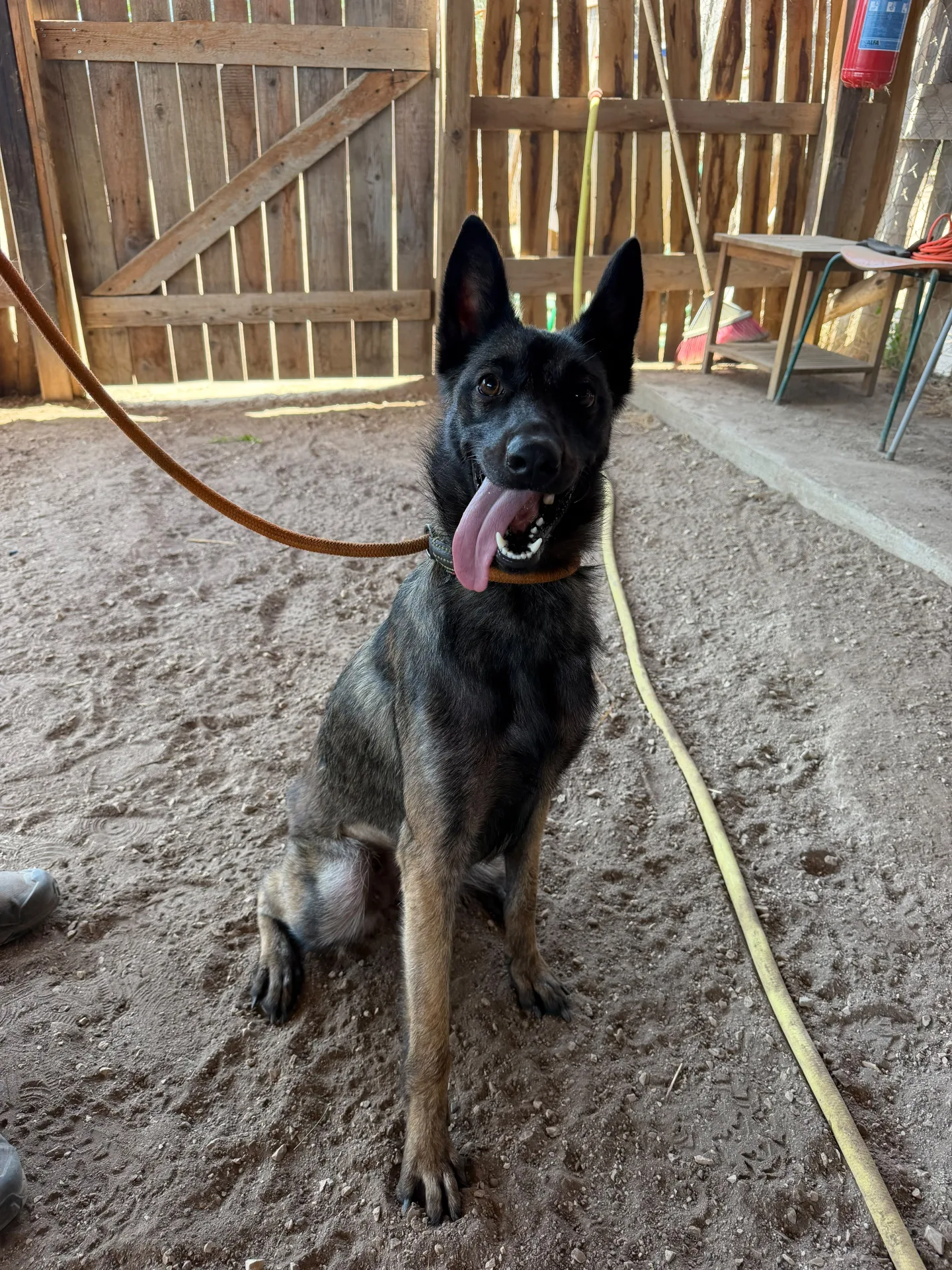 Foto 2 di Kira, cane Malinois in adozione