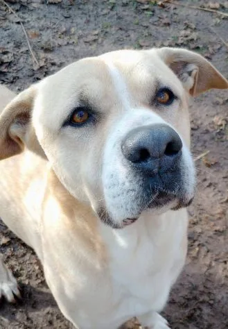 Tyson, cane meticcio in adozione a Roma - foto 2