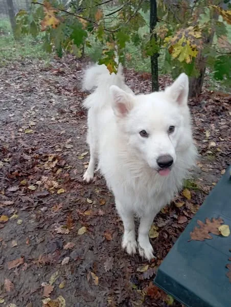 Marcello, cane meticcio in adozione a Viterbo - foto 5