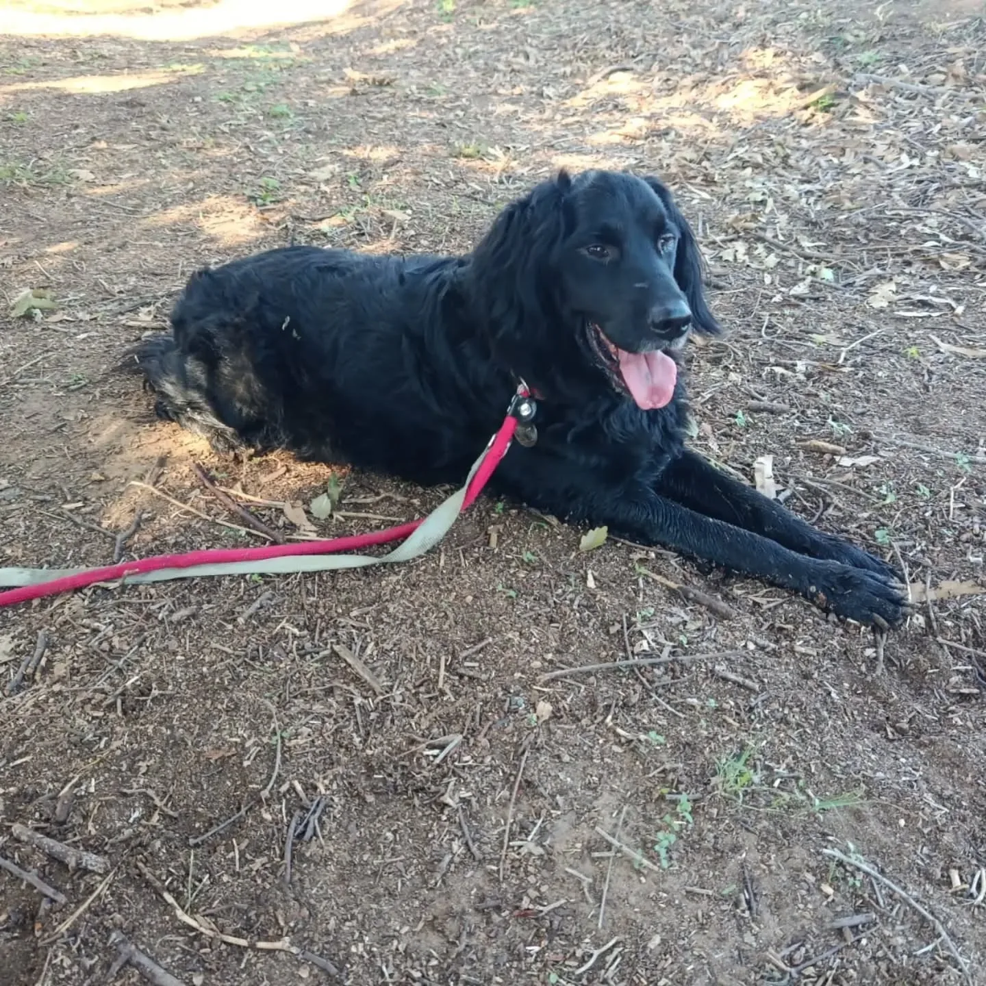 Coco, cane mix setter in adozione a Latina - foto 1