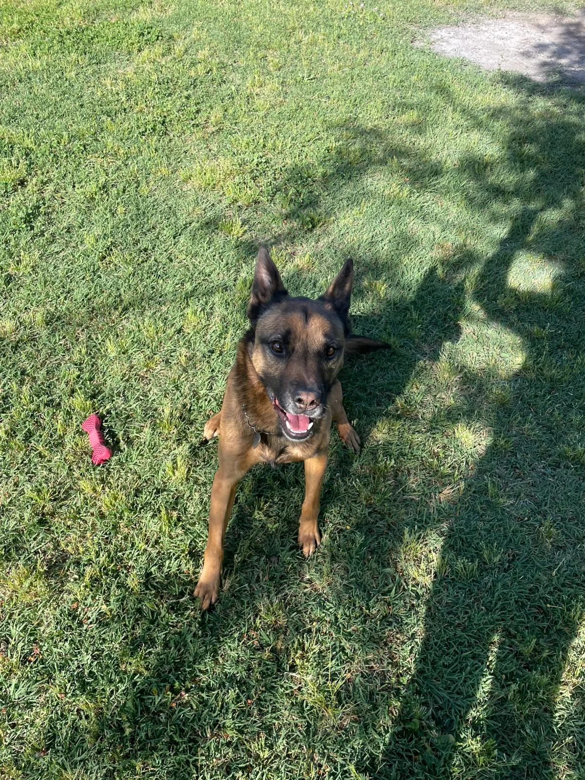 Amos, cane Simil malinois lupetto in adozione a Roma - foto 1
