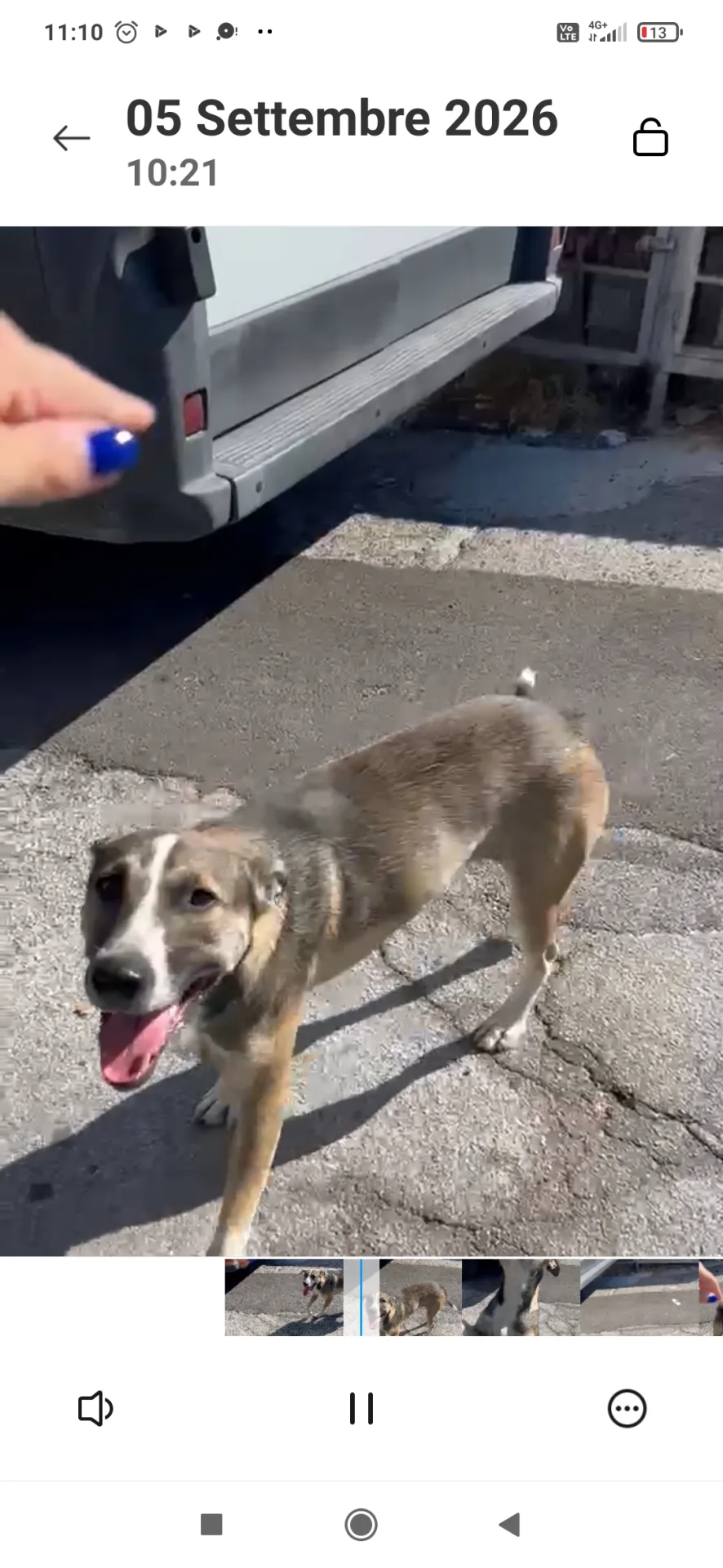 Jason, cane Meticcio in adozione a Napoli - foto 5