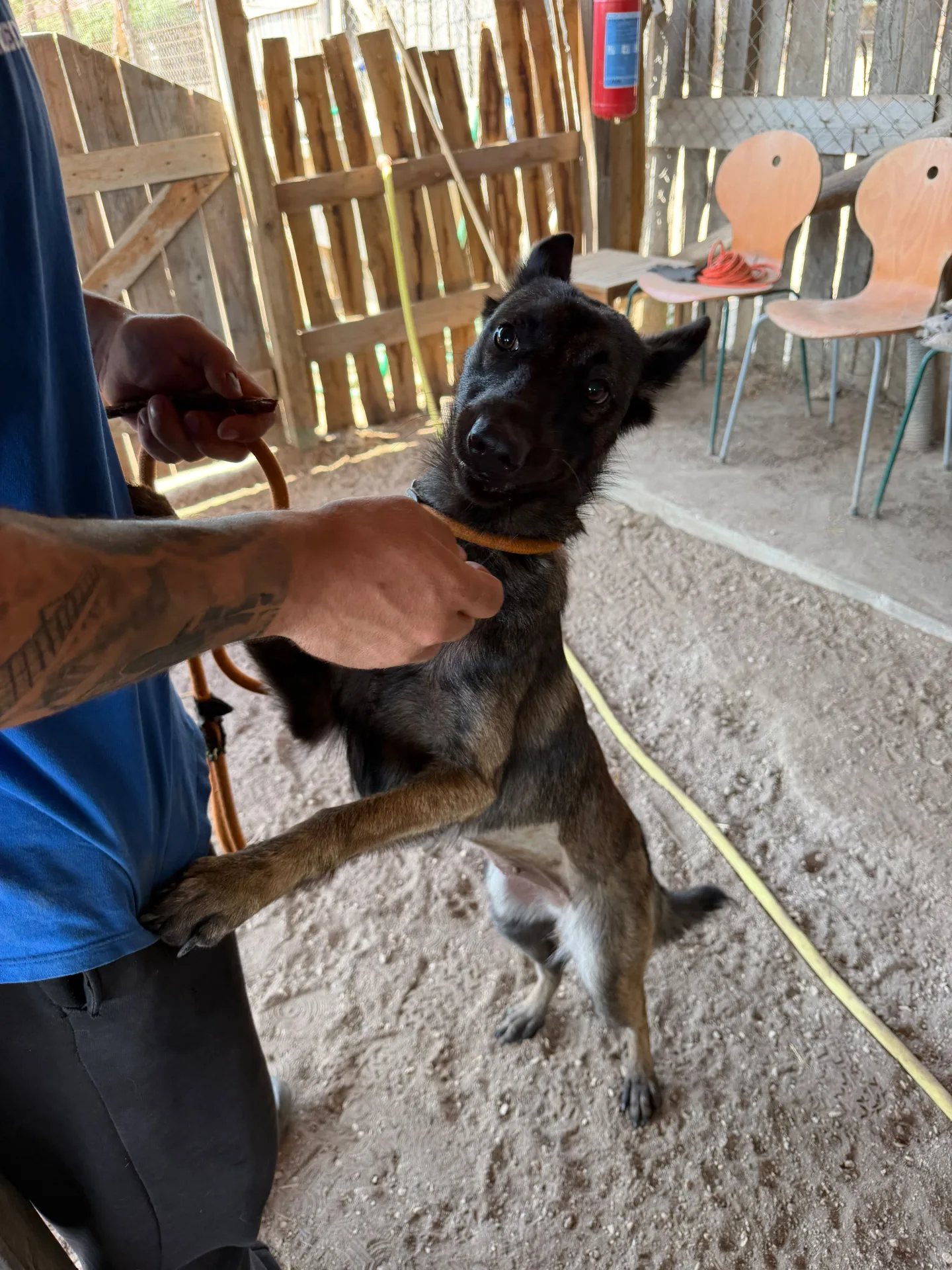 Foto 4 di Kira, cane Malinois in adozione