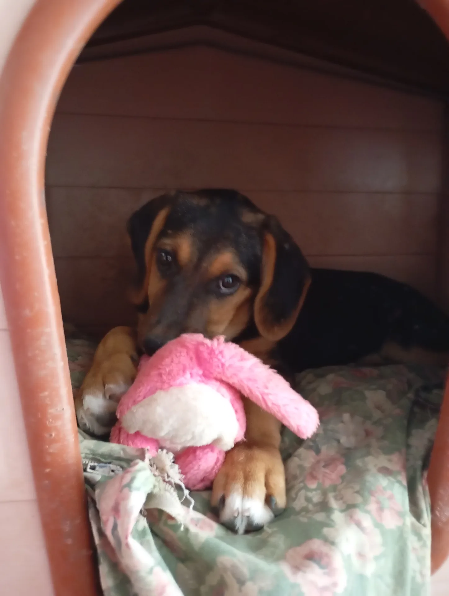 Foto 2 di Kira, cane Simil segugio in adozione