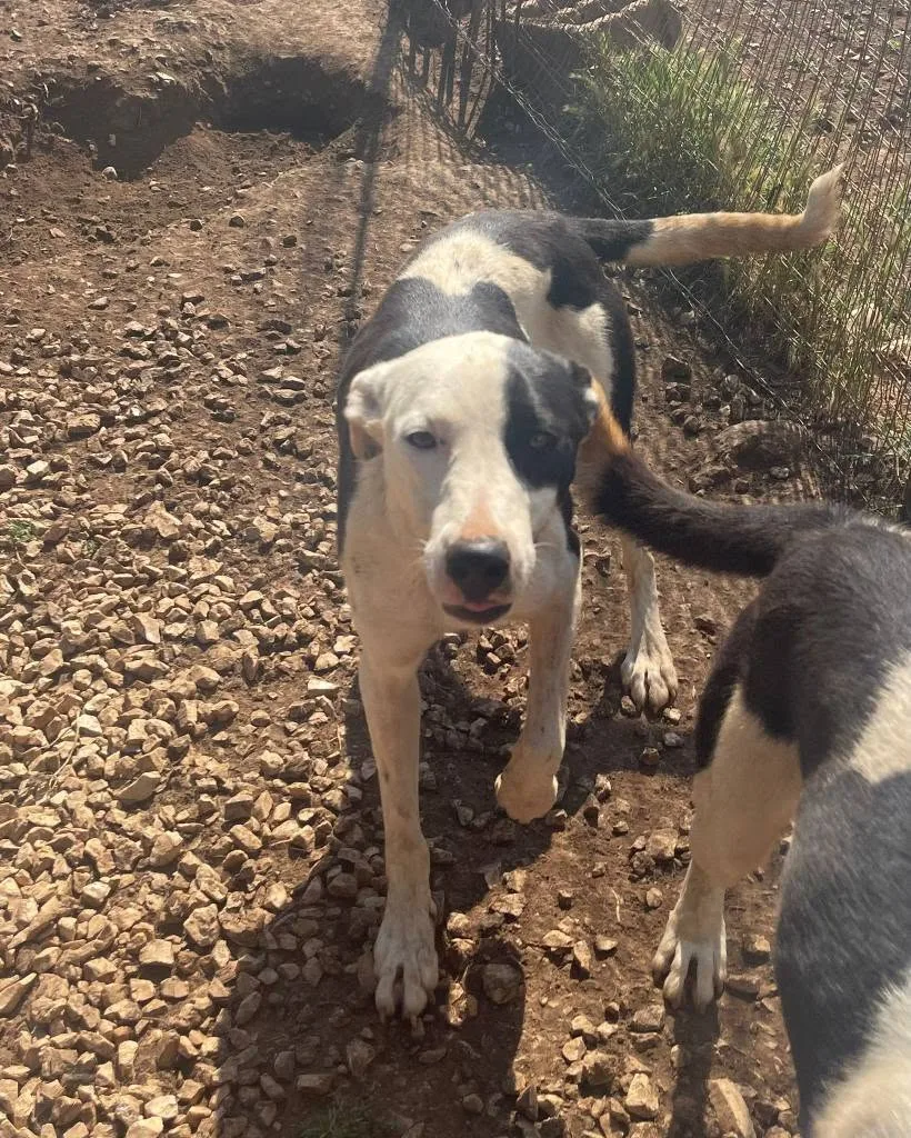 Gypsy, cane meticcio in adozione a Latina - foto 5