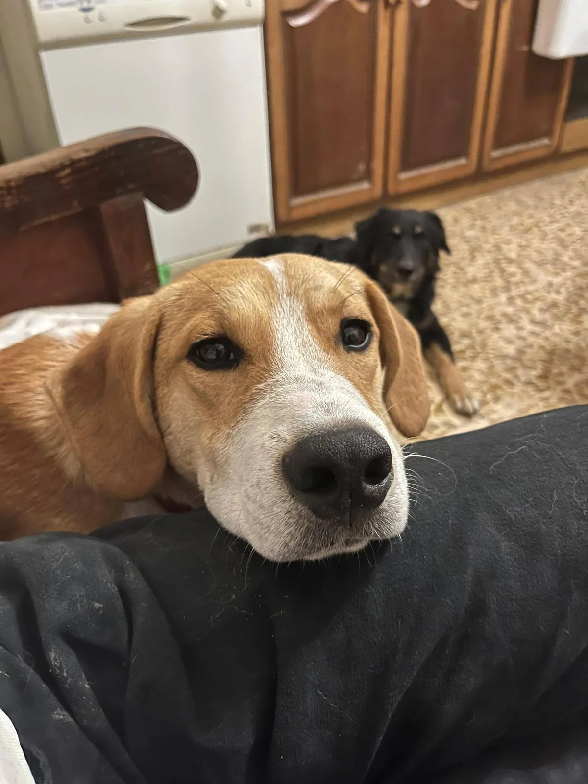 Mirco, cane meticcio in adozione a Latina - foto 5