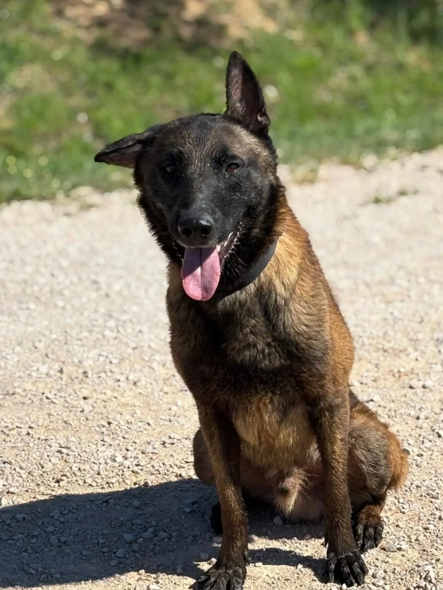 Riuk, cane Pastore Belga Malinois in adozione a Latina - foto 2