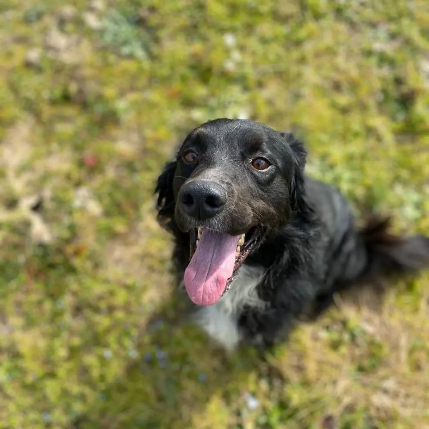 Prince, cane Meticcio in adozione a Latina - foto 1
