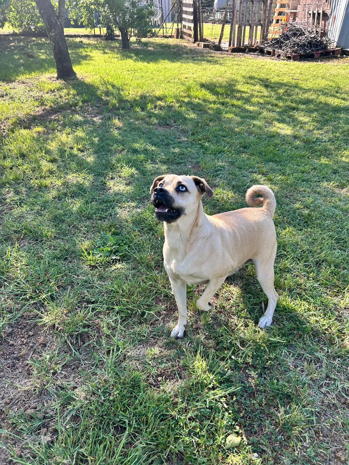 Ariel, cane Meticcia in adozione a Roma