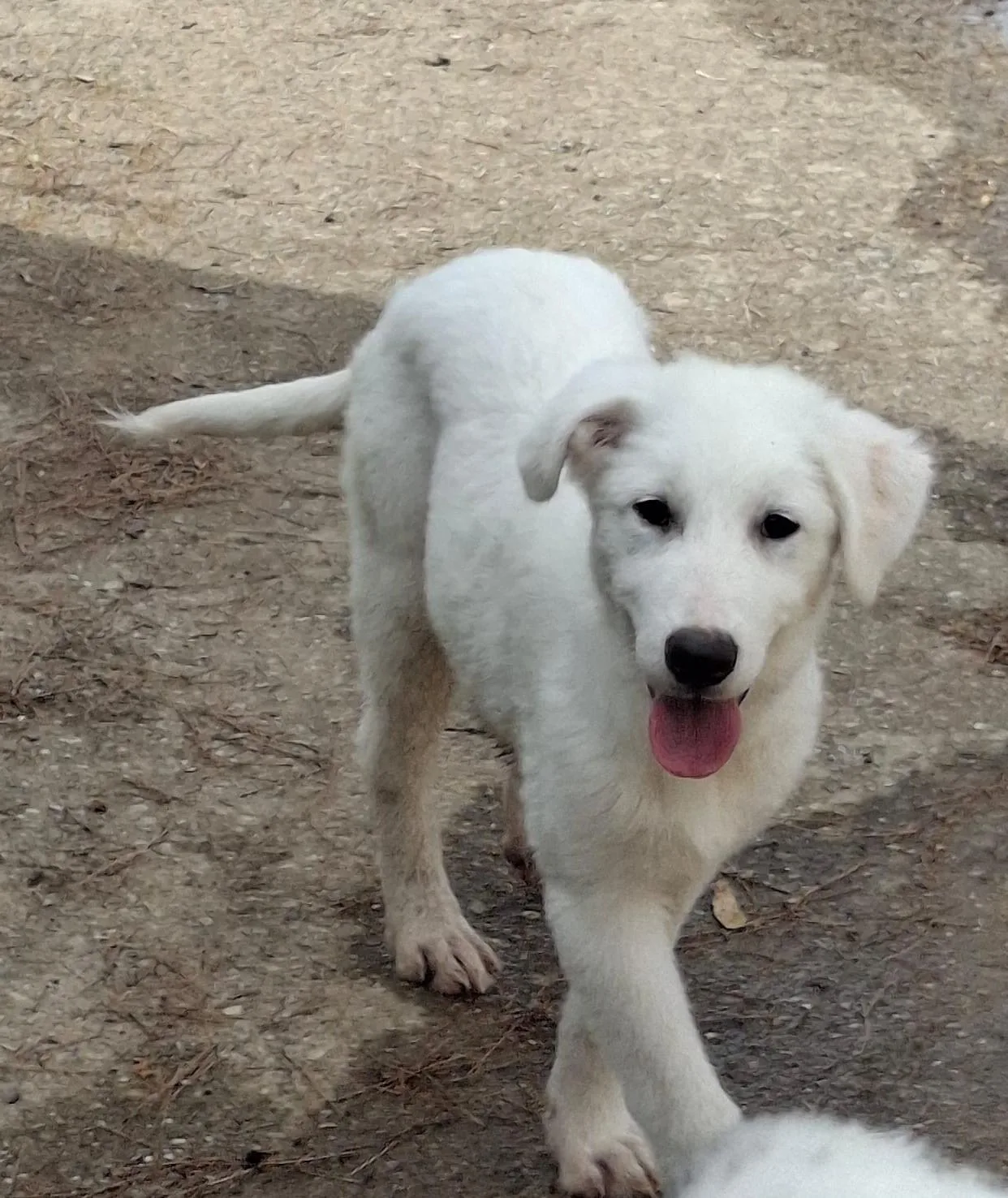 Provola, cane Mix Maremmano in adozione a Crotone