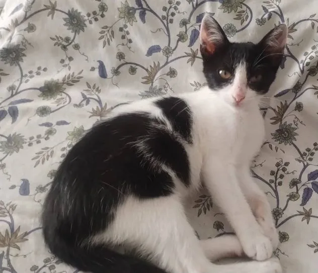 Nina, gatto in adozione a Latina - foto 3