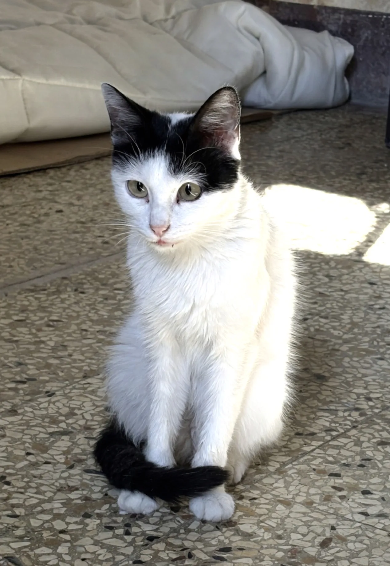 Ninetta, gatto in adozione a Siracusa - foto 3