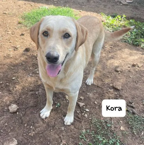 Kora, cane meticcio in adozione a Latina - foto 3
