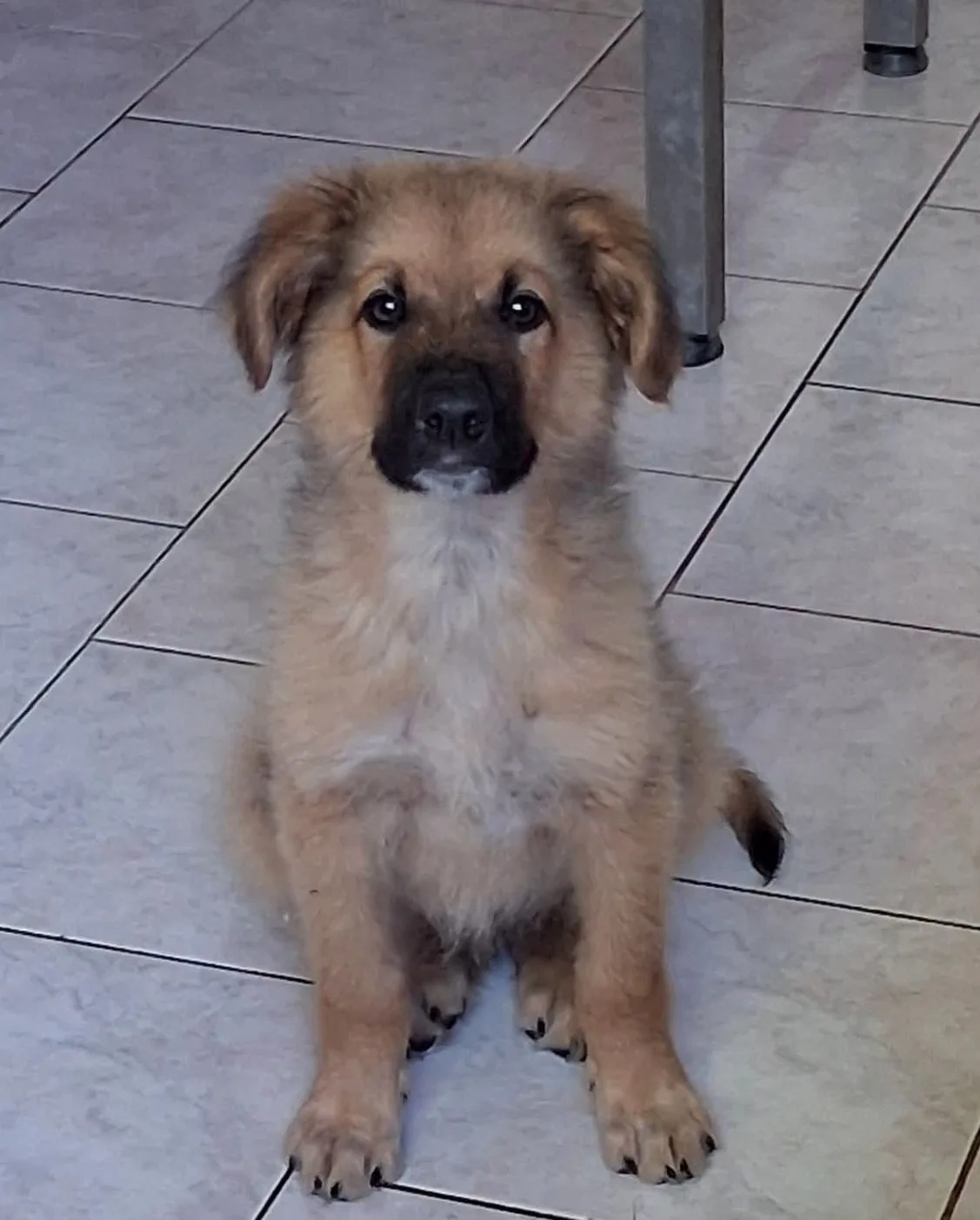 Junke, cane Simil pastorino in adozione a Vibo Valentia