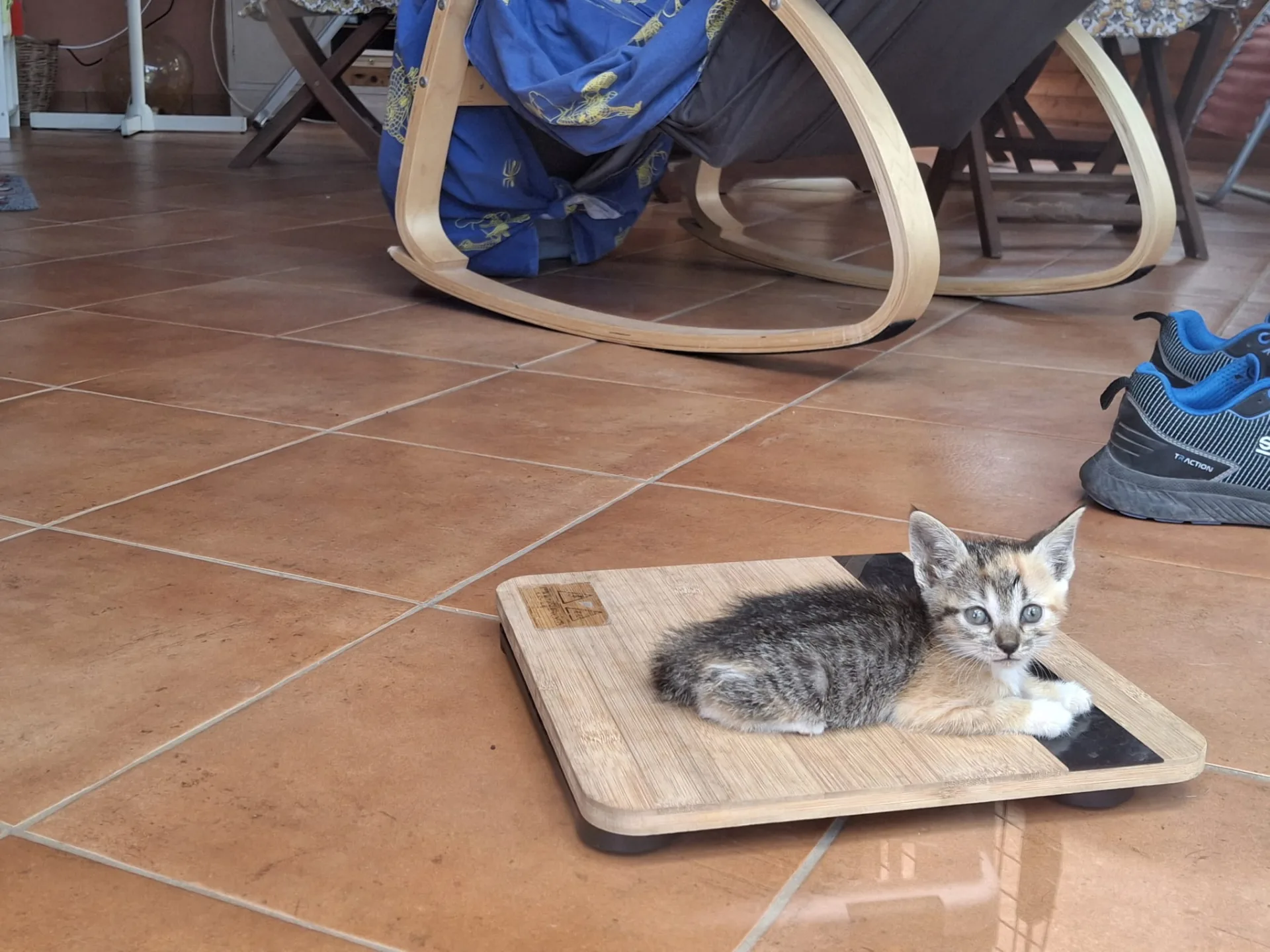 Maya, gatto Europeo in adozione a Trapani