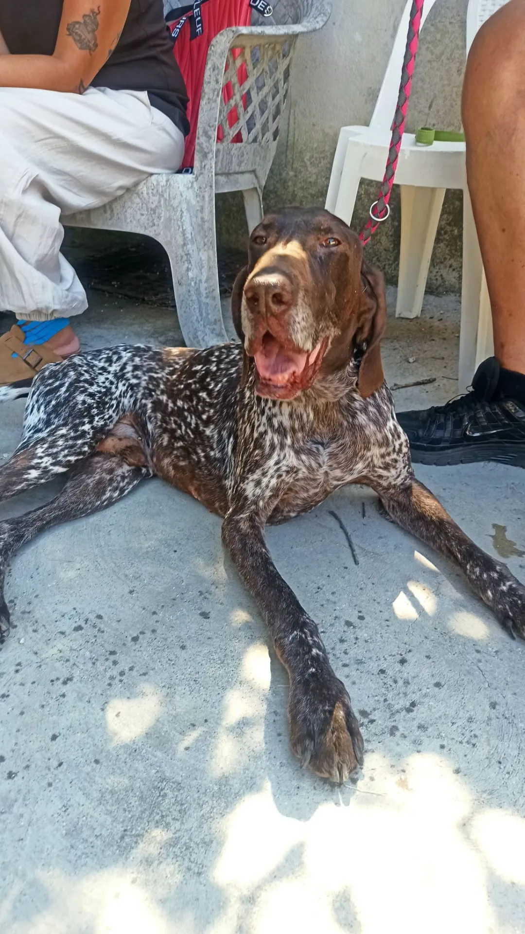Nicholas, cane bracco tedesco in adozione a Bari - foto 4