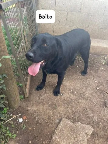 Balto, cane meticcio in adozione a Latina - foto 5