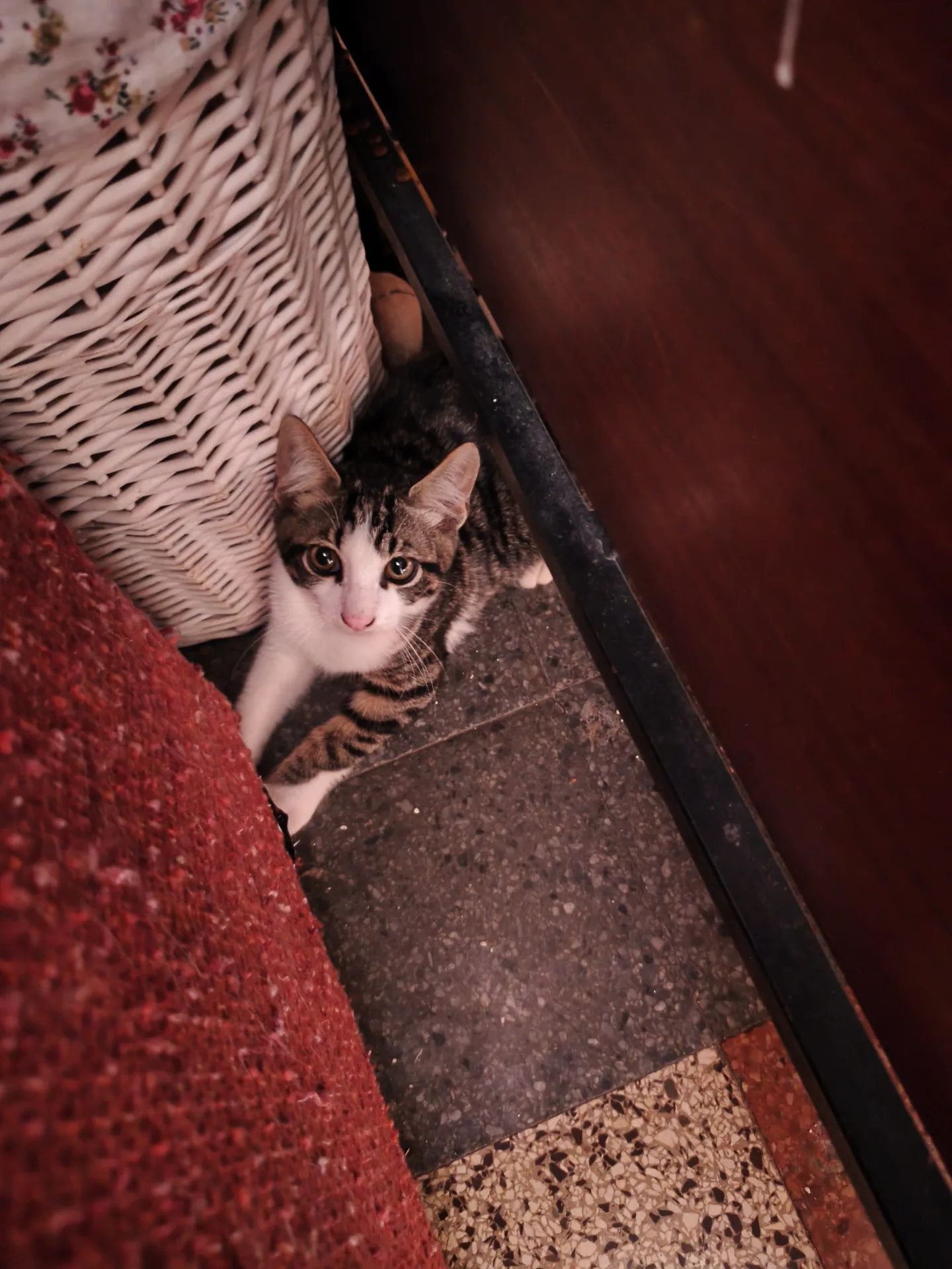 Biscotto, gatto Europeo in adozione a Latina - foto 3
