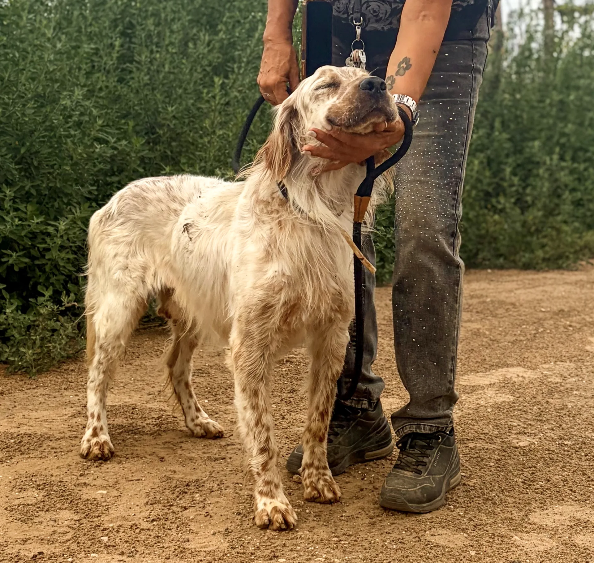 Lord, cane Setter in adozione a Roma - foto 2