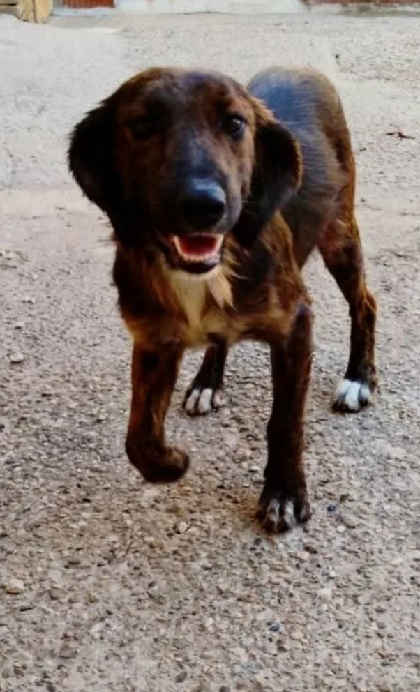Billy, cane Meticcio in adozione a Agrigento - foto 2