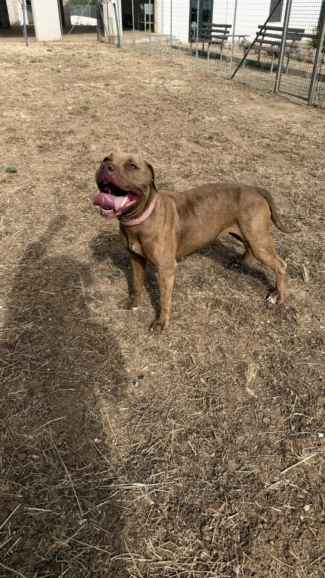 Sandy, cane Simil pitbull in adozione a Bari - foto 3