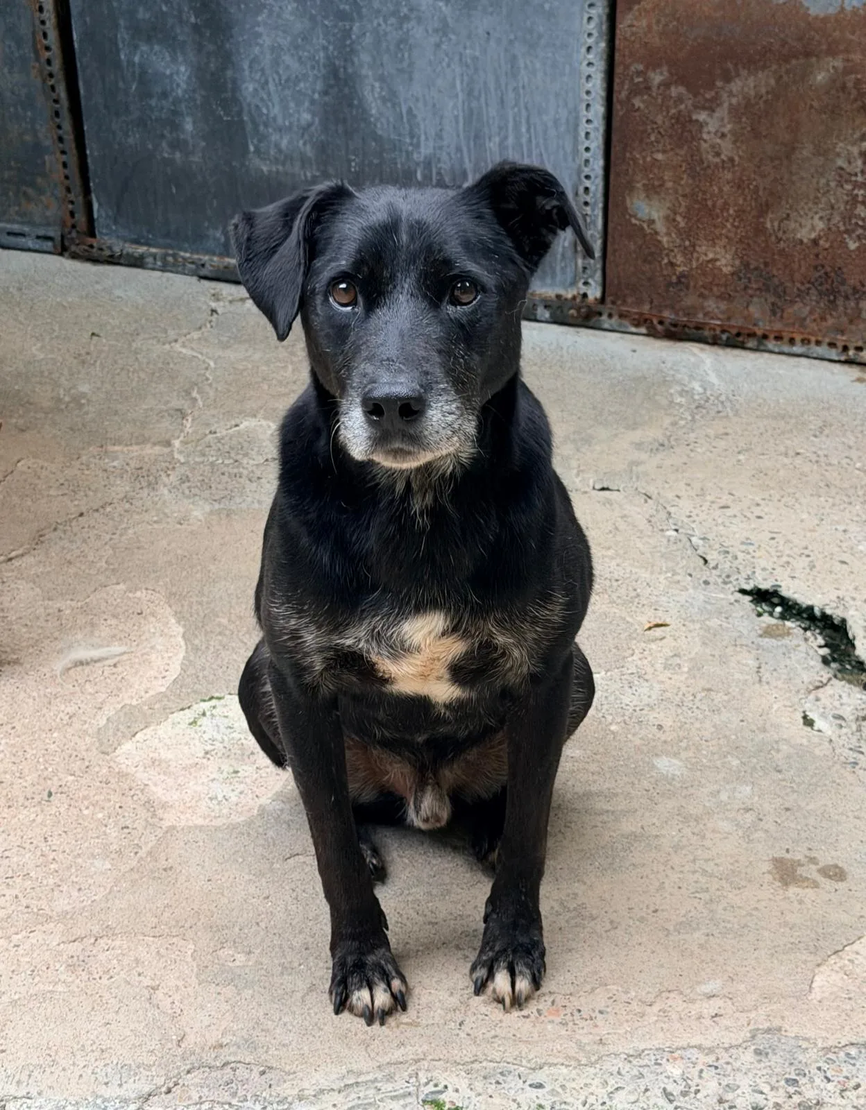 Fulmine, cane Meticcio in adozione a Pavia - foto 5