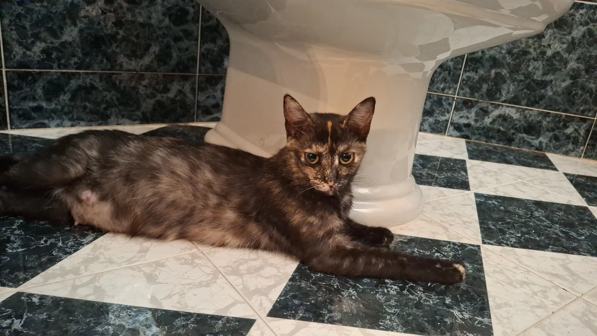 Mia, gatto Europea in adozione a Palermo - foto 2