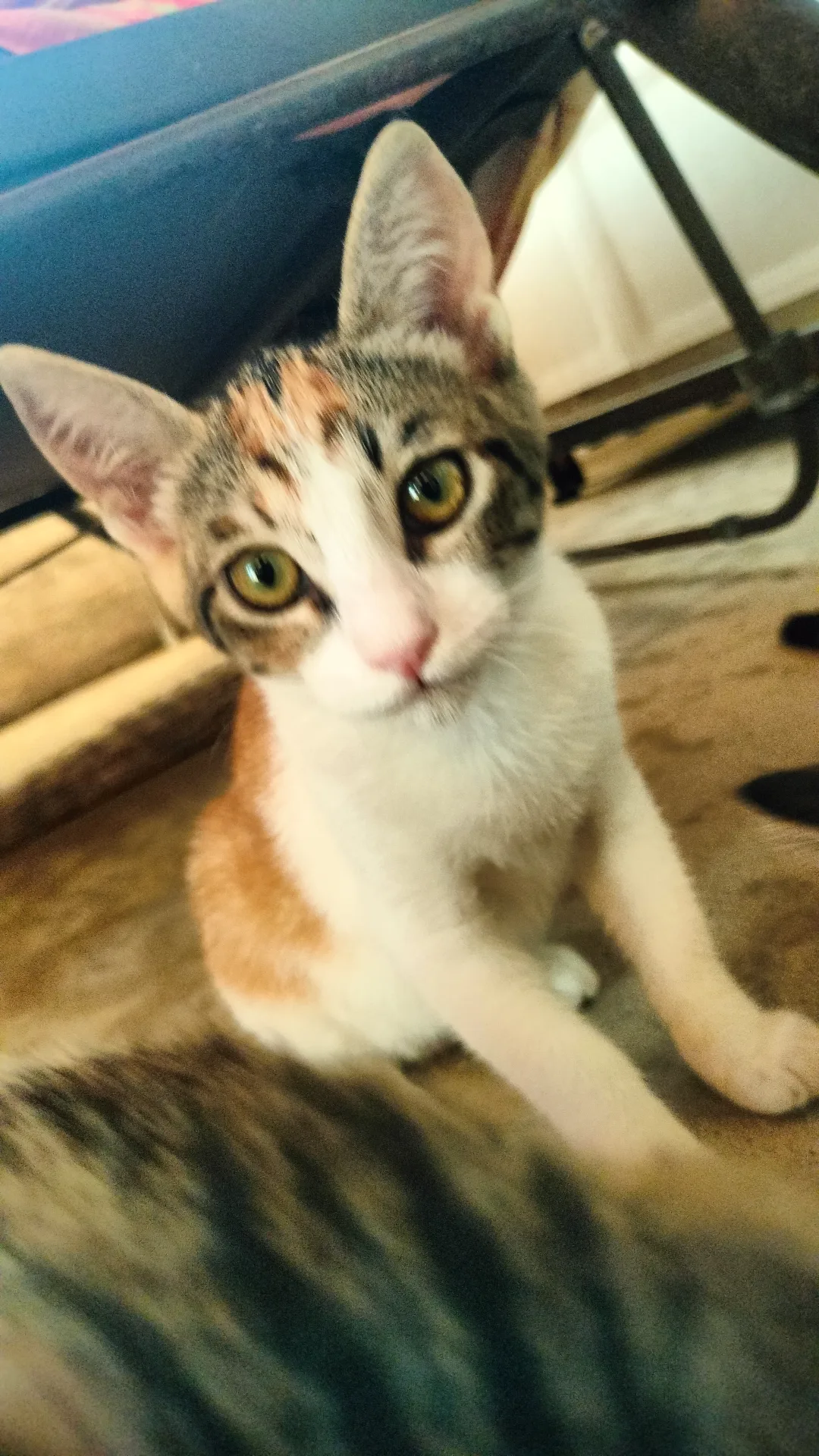Bloom, gatto Europeo in adozione a Salerno - foto 2