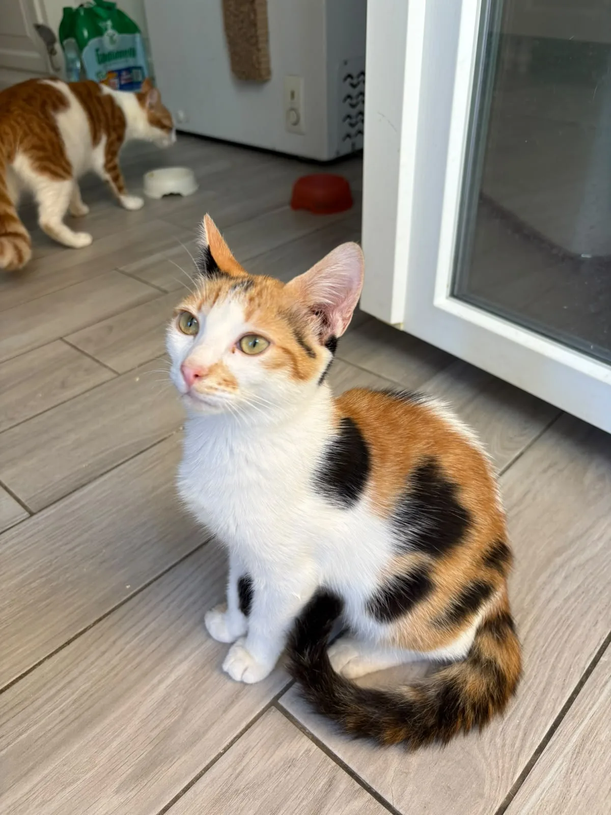 Siria, gatto Europeo in adozione a Napoli - foto 2