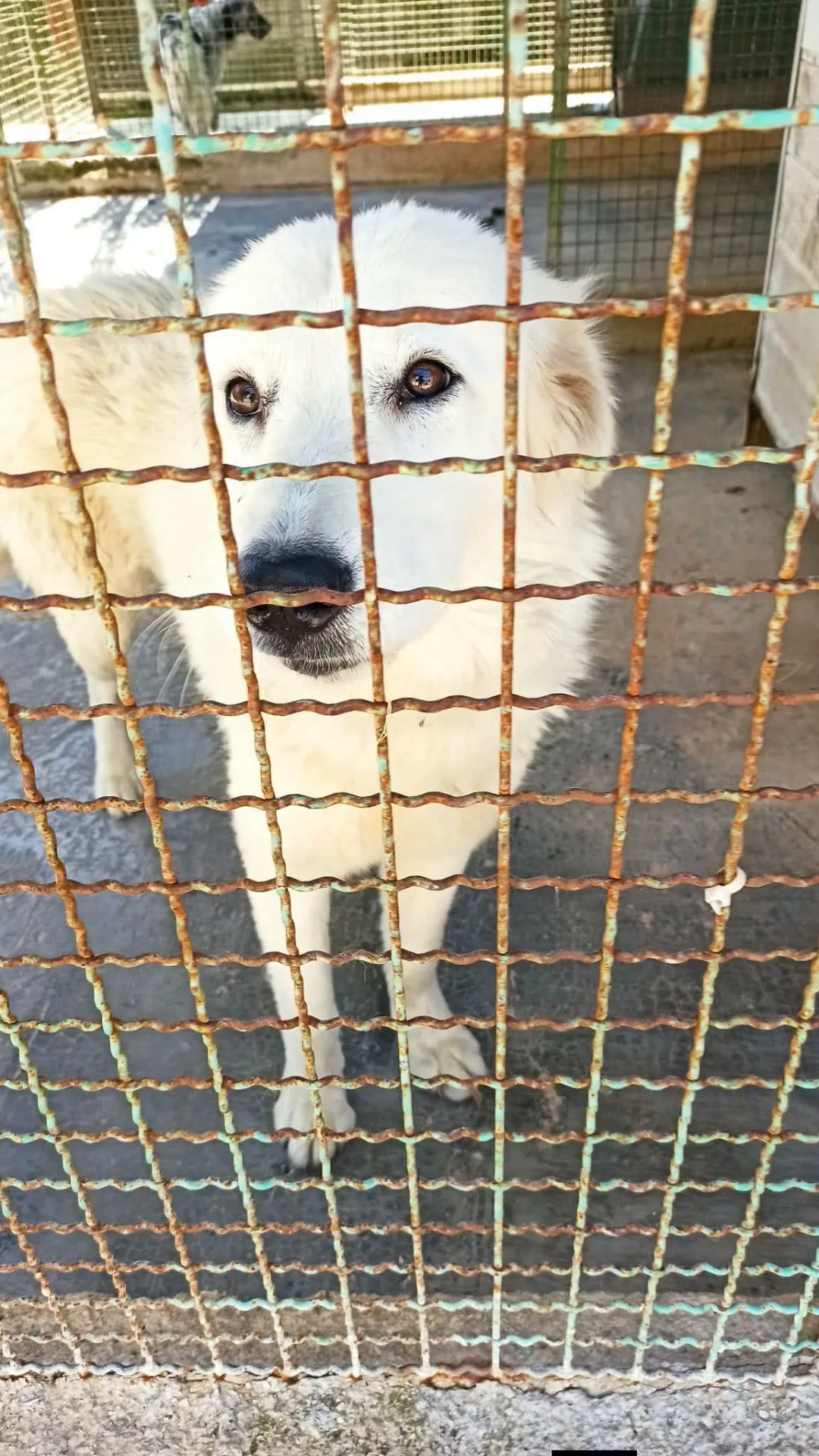 Sally, cane Maremmana in adozione a Bari