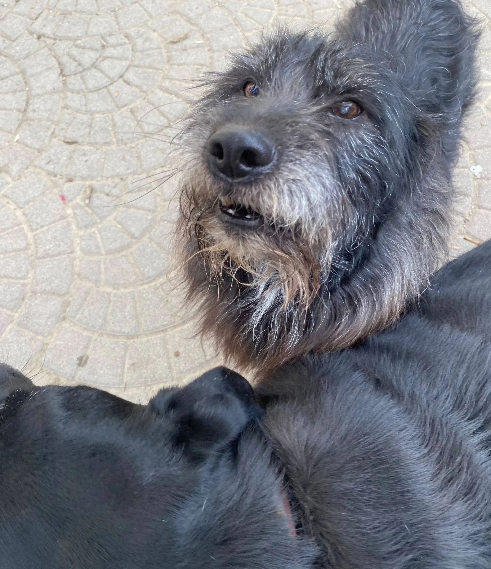 Barbetto, cane meticcio in adozione a Asti - foto 3