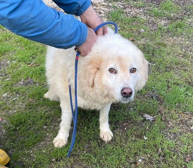 Nuvola, cane meticcio in adozione a Latina