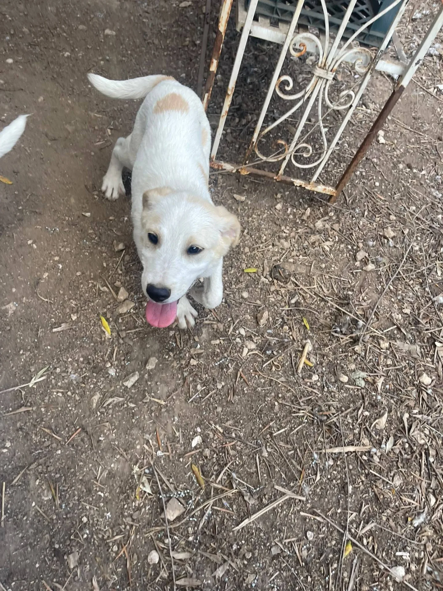 Malu adozione cucciolo cieco, cane meticcio in adozione a Latina - foto 3