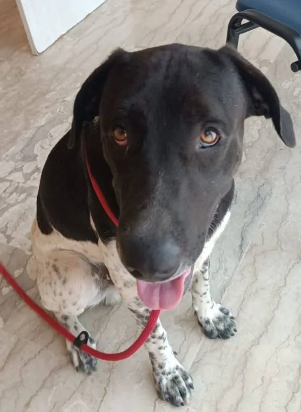 Woody, cane meticcio in adozione a Latina - foto 1